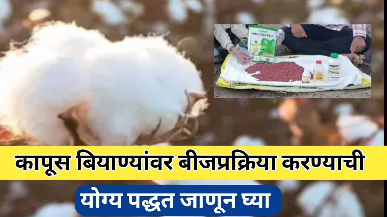 कापूस बियाण्यांवर बीजप्रक्रिया करण्याची योग्य पद्धत जाणून घ्या