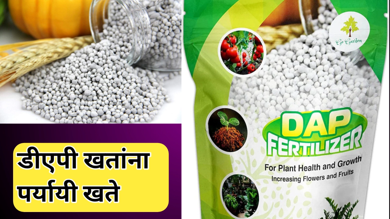 डीएपी ला पर्यायी खते; ही खते सुद्धा आहेत डीएपी इतकीच कार्यक्षम