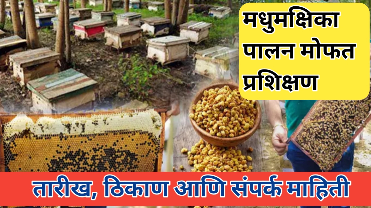 मधुमक्षिका पालन मोफत प्रशिक्षण; लाभ घेण्यासाठी येथे संपर्क करा