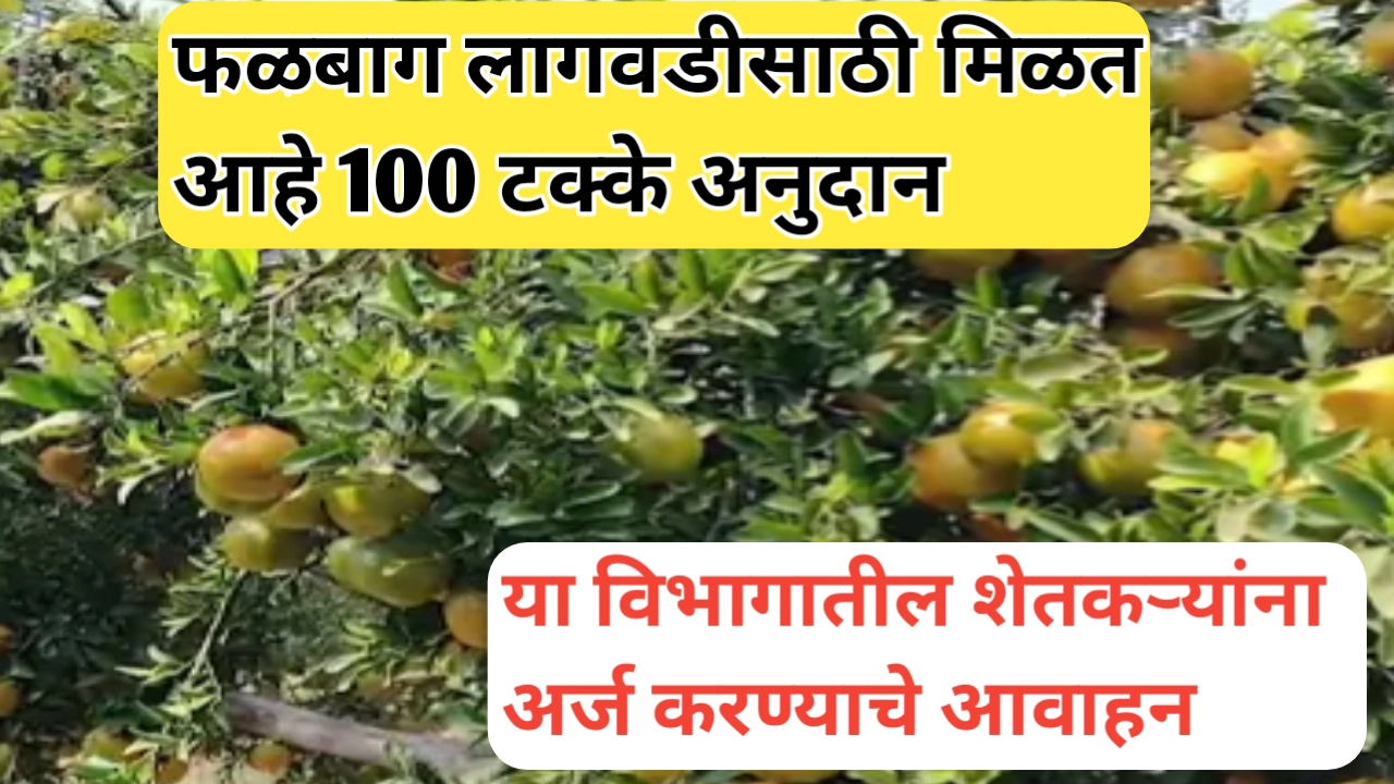 नाशिक विभागातील फळबाग लागवडीसाठी 100 टक्के अनुदान; शेतकऱ्यांसाठी सुवर्णसंधी