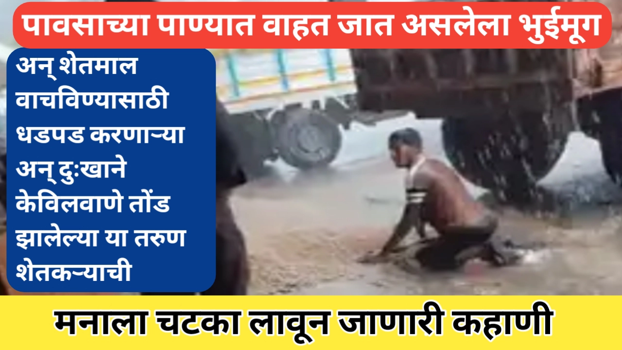 भुईमूग पाण्यात वाहत जाणाऱ्या शेतकऱ्याची व्यथा: एक अपरिहार्य संघर्ष