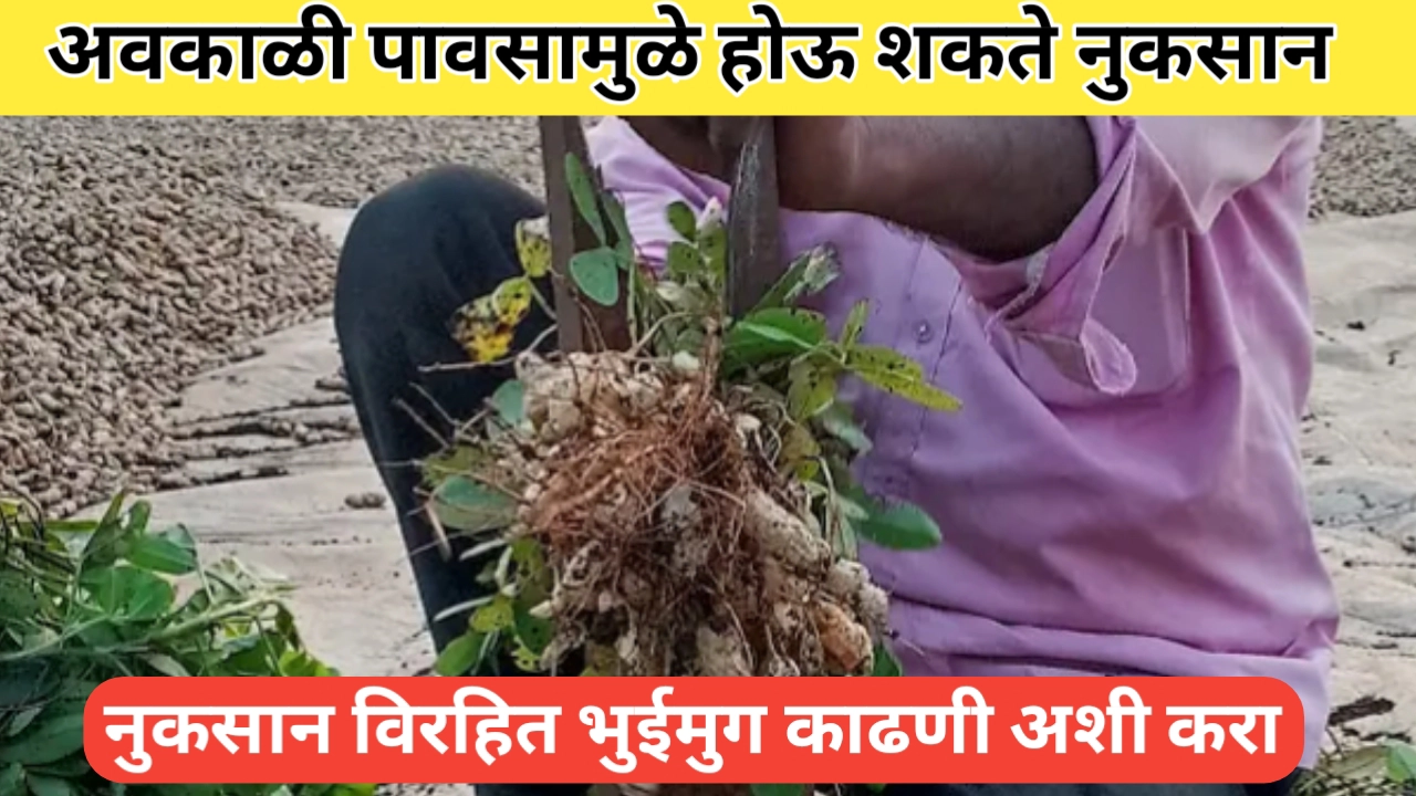 नुकसान विरहित भुईमूग काढणी बाबत सविस्तर मार्गदर्शन