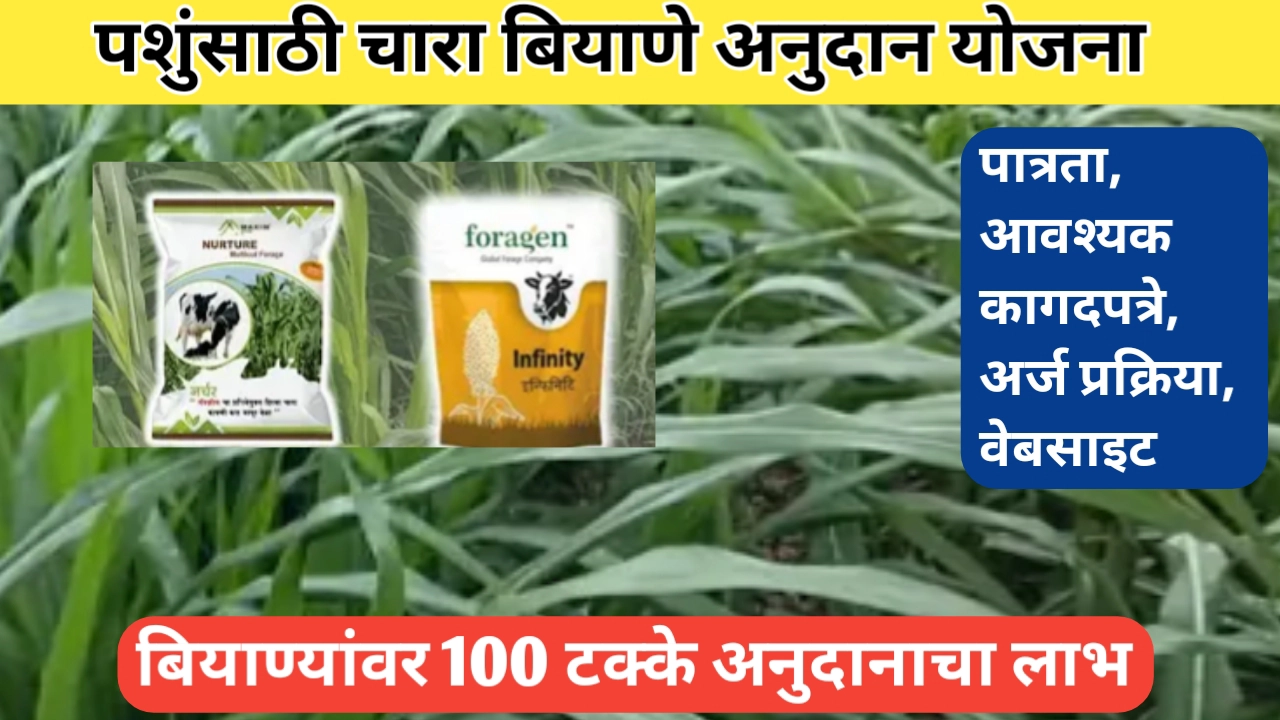 चारा बियाणे अनुदान योजना; 100 टक्के अनुदानाचा मिळवा लाभ