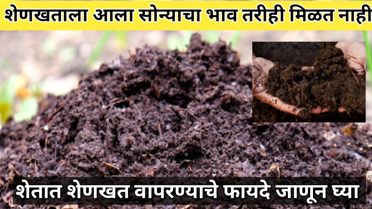 शेतात शेणखत वापराचे फायदे; शेतीचा हरवलेला सोन्याचा ठेवा