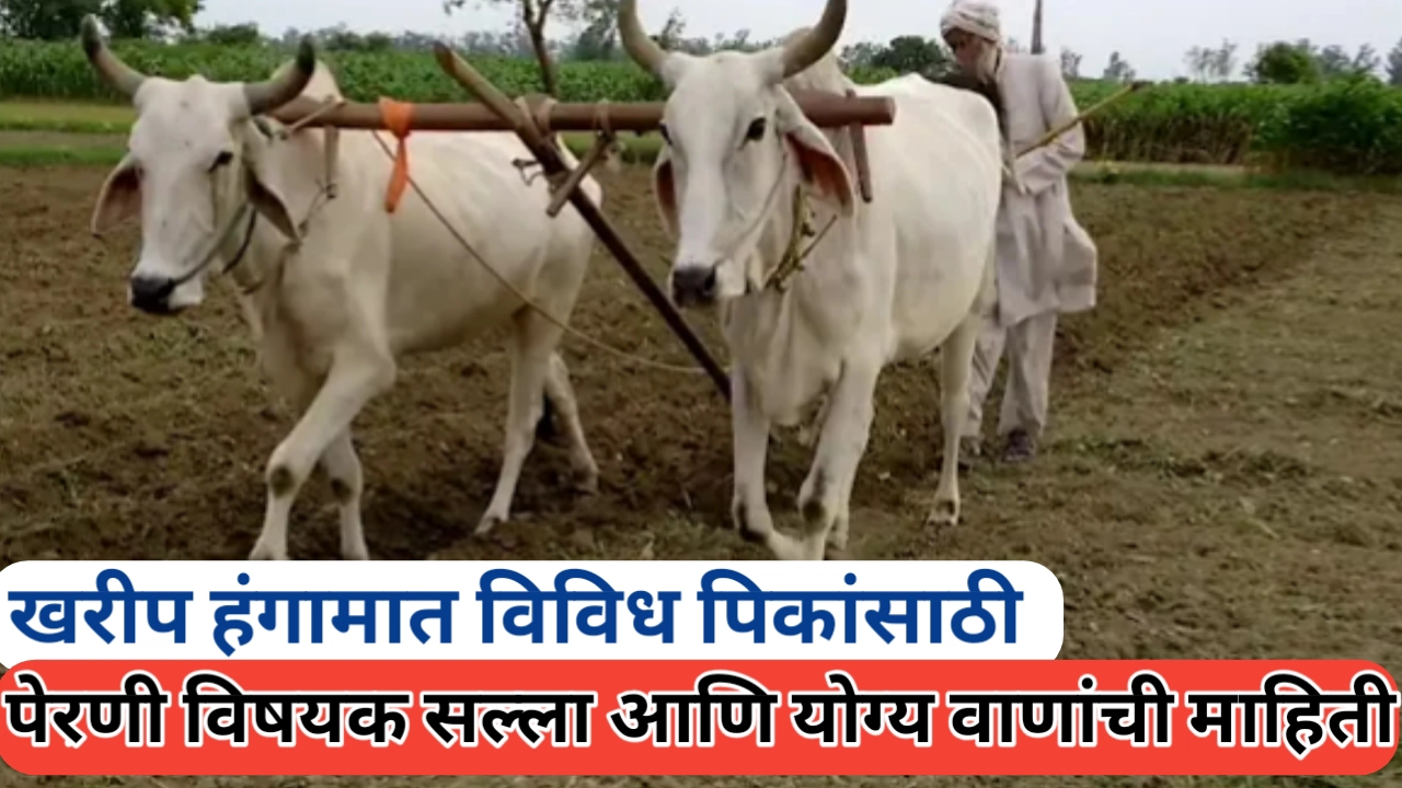 खरीप हंगामात विविध पिकांसाठी पेरणी विषयक सल्ला आणि वाणांची माहिती
