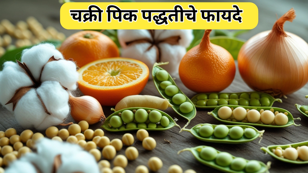 चक्री पिक पद्धतीचे फायदे: शेती आणि आरोग्याचा नवा मार्ग