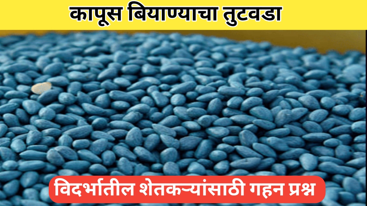 कापूस बियाण्याचा तुटवडा: खरीप हंगामातील शेतकऱ्यांची चिंताजनक अडचण