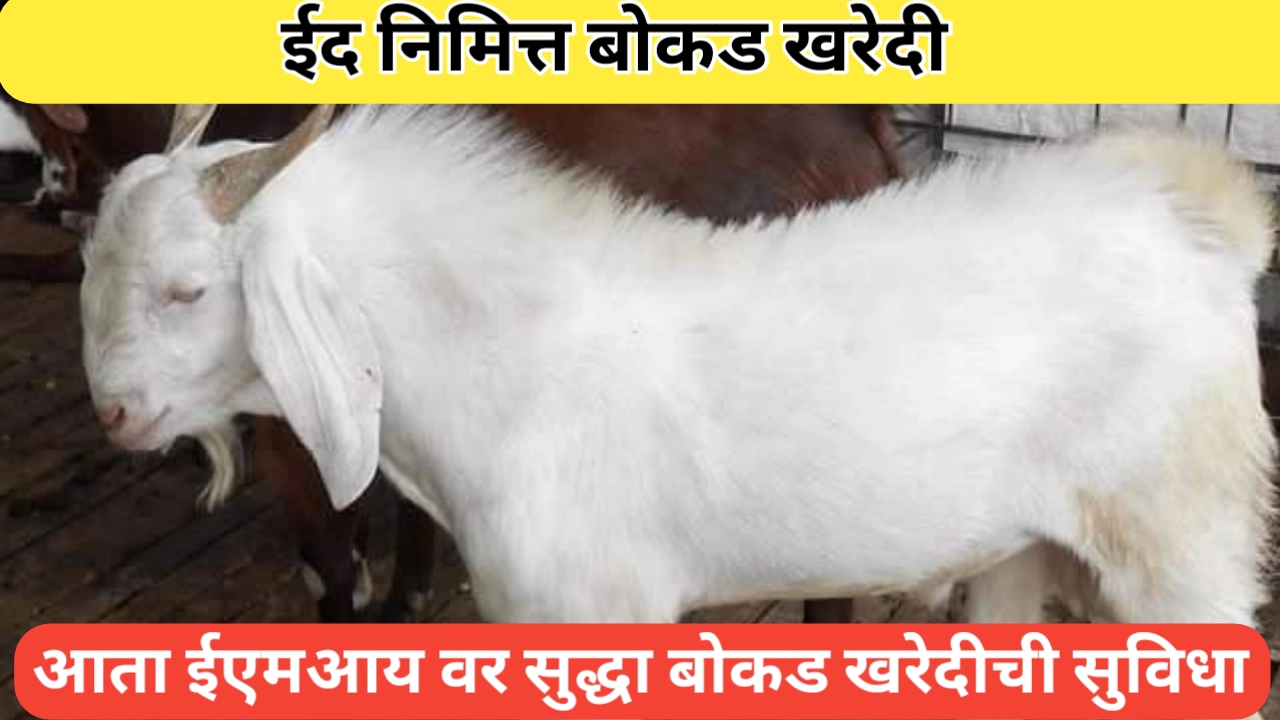 ईद निमित्त शेळी खरेदी करण्यासाठी आता ईएमआयवर खरेदीची सुविधा