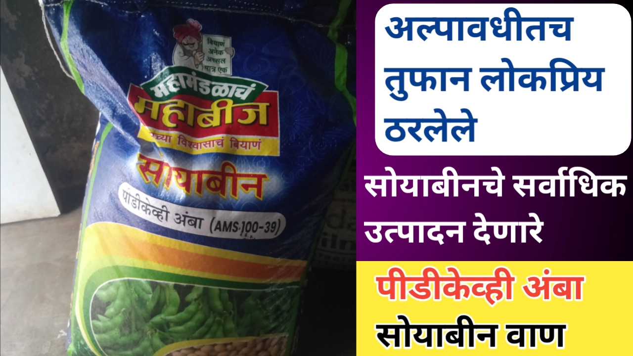 अल्पावधीतच लोकप्रिय ठरले पिडीकेव्ही अंबा सोयाबीन वाण