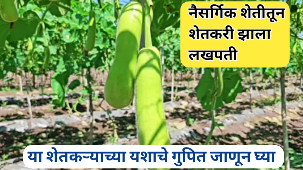 दुधी भोपळ्याचा नैसर्गिक शेतीतून लाखोंची कमाई; पद्धत अन् गुपित जाणून घ्या