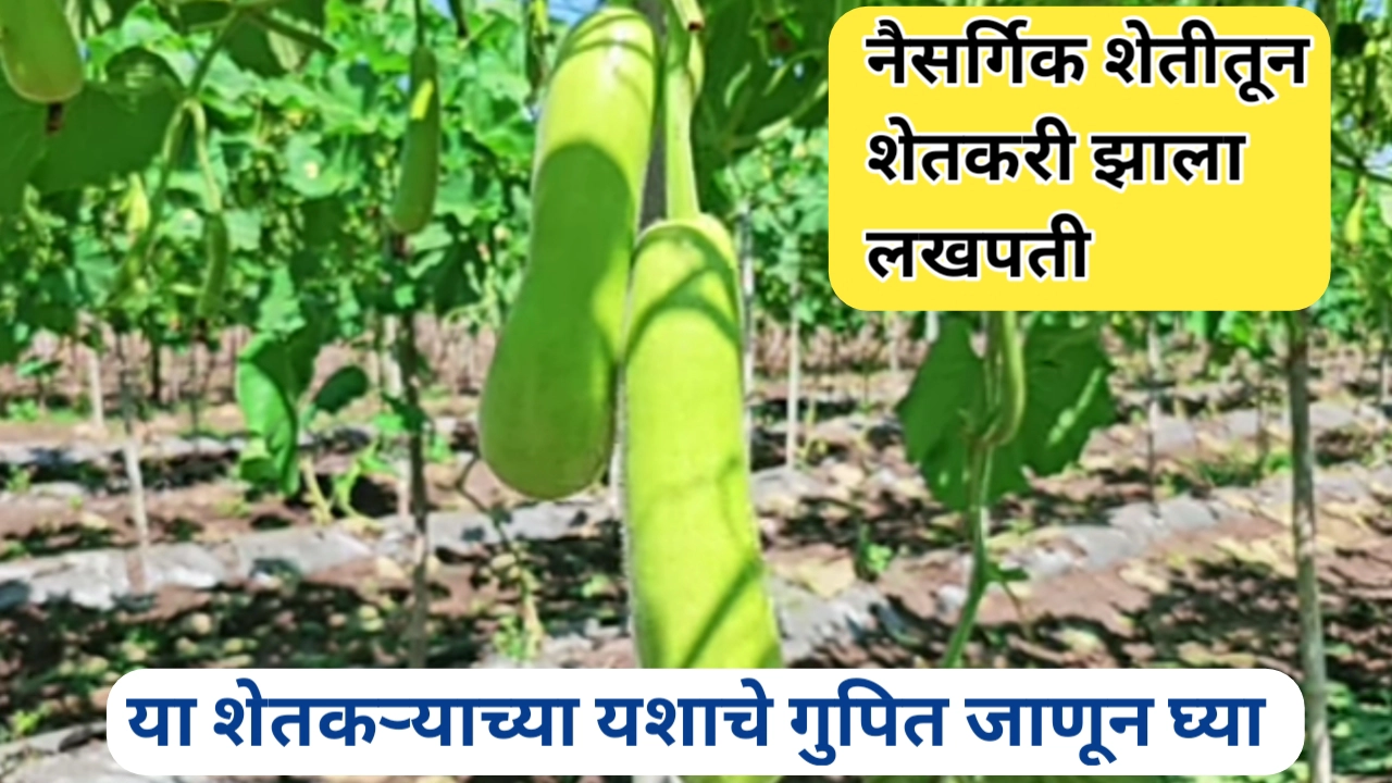 दुधी भोपळ्याचा नैसर्गिक शेतीतून लाखोंची कमाई; पद्धत अन् गुपित जाणून घ्या
