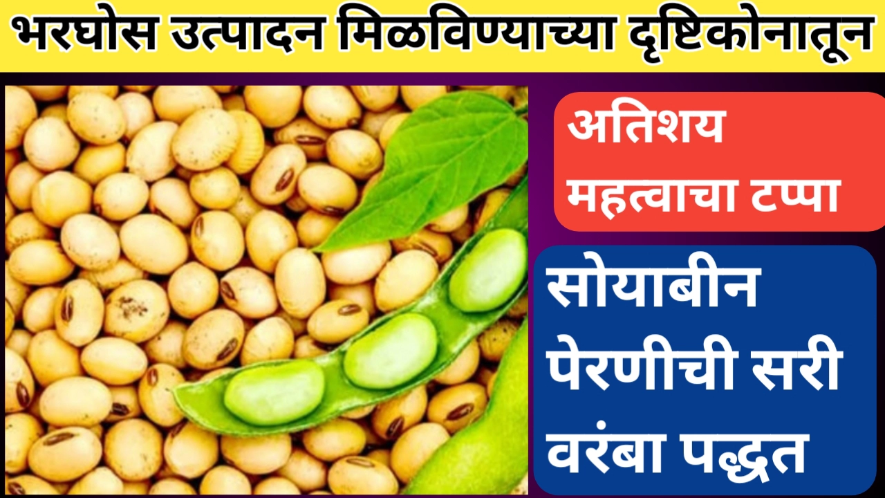 सोयाबीन पेरणीची सरी वरंबा पद्धत ठरेल भरघोस उत्पन्नाची चावी