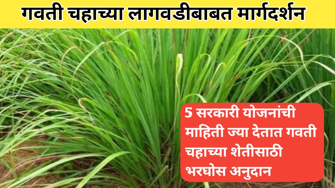 गवती चहाची लागवड बाबत मार्गदर्शन; यासाठी अनुदान देणाऱ्या 5 योजना