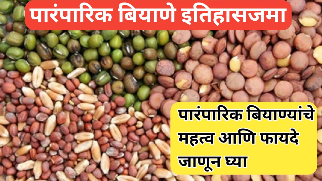 पारंपरिक बियाणे वापराचे फायदे आणि महत्व; नामशेष होत असलेल्या या बियाण्याची कहाणी