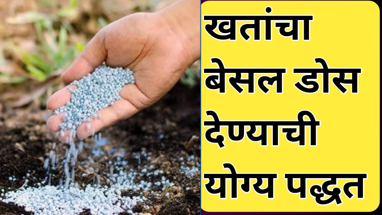 खतांचा बेसल डोस; पिकाच्या यशस्वी पायाभरणीची गुरुकिल्ली