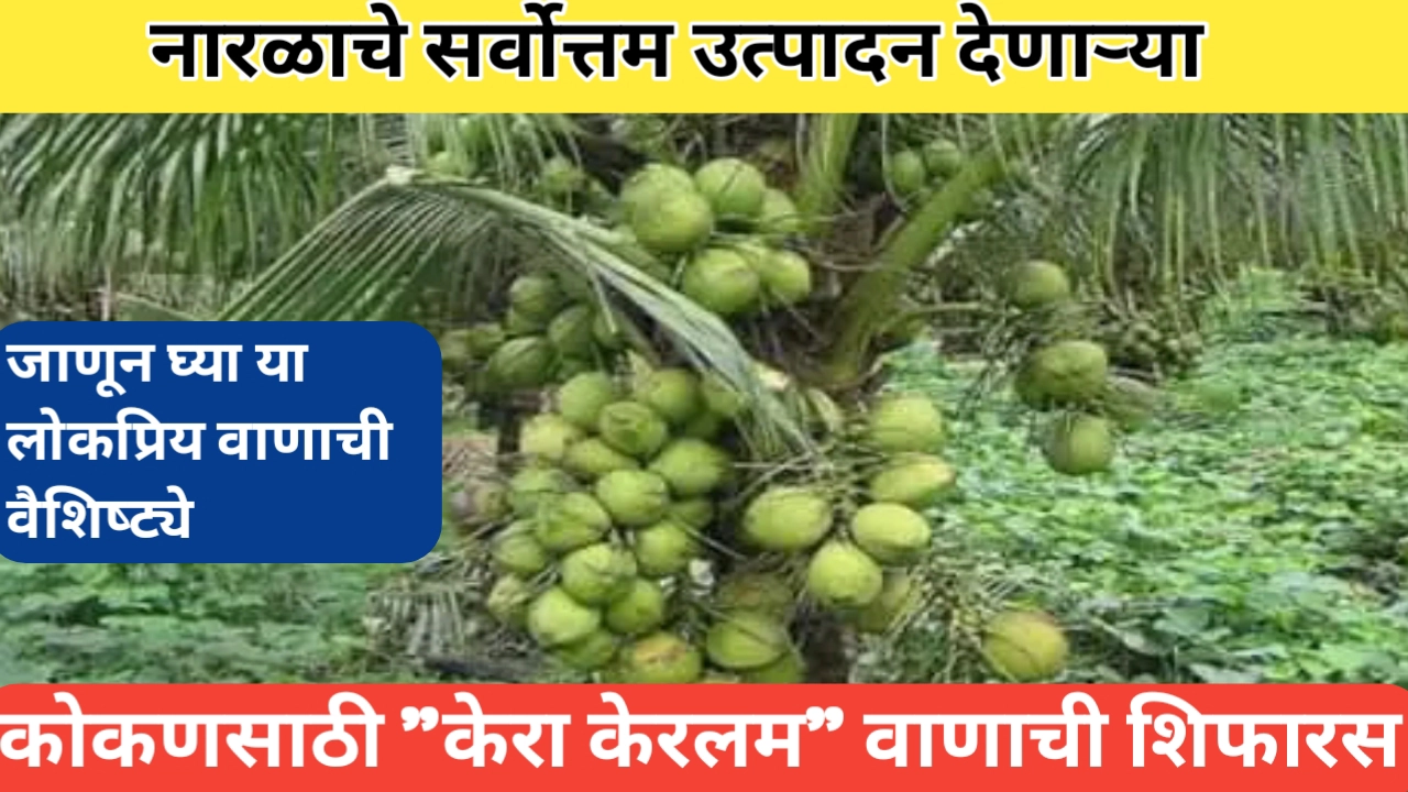 नारळाचे केरा केरलम वाण ठरेल कोकणातील शेतकऱ्यांसाठी उत्तम निवड