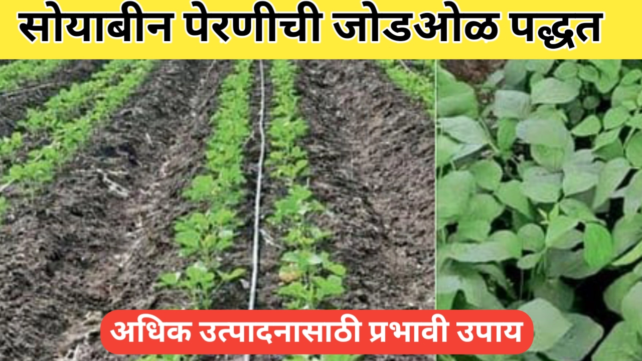 सोयाबिन पेरणीची जोडओळ पद्धत: शेतकऱ्यांच्या यशाची शाश्वत ताकद