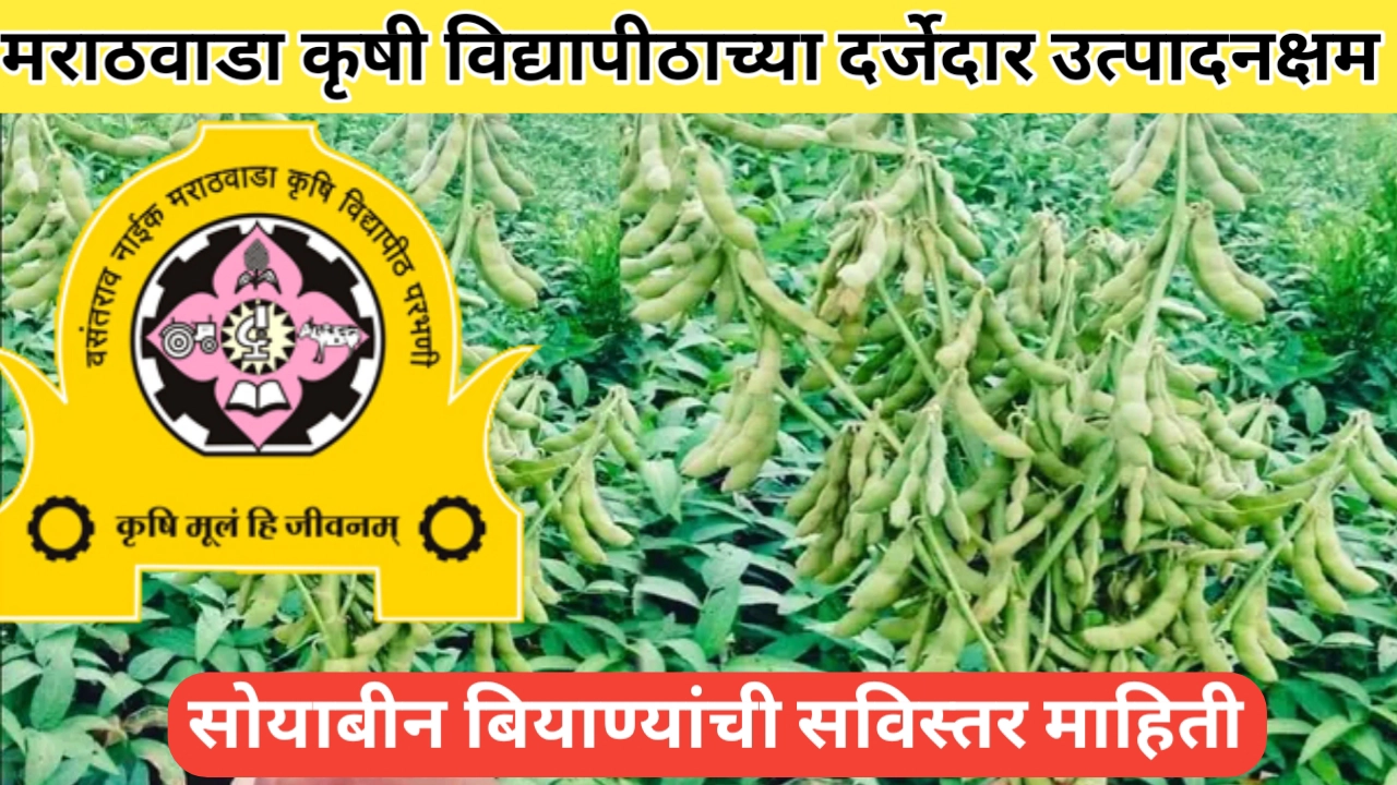 मराठवाडा कृषी विद्यापीठाचे सोयाबीन वाण; बियाण्याची नावे आणि वैशिष्ट्ये