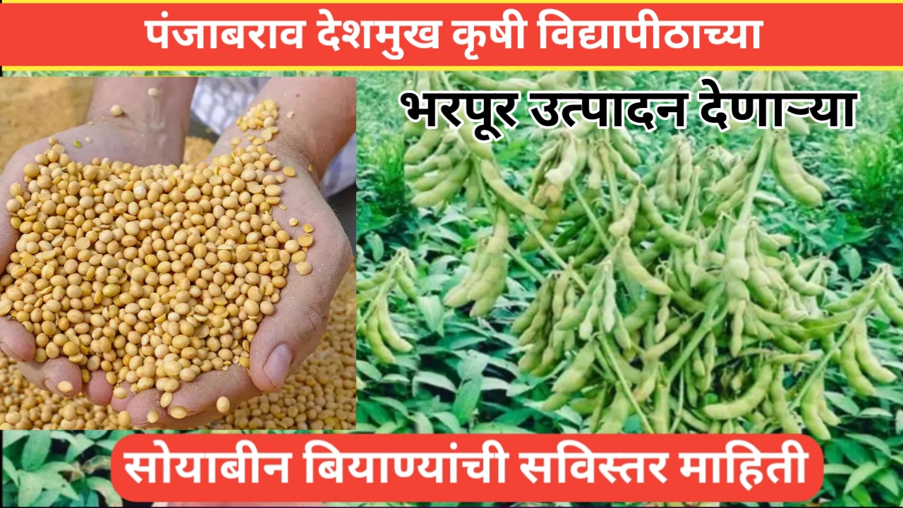 पंजाबराव देशमुख कृषी विद्यापीठाचे सोयाबीन वाण जे देतील उच्च उत्पादन