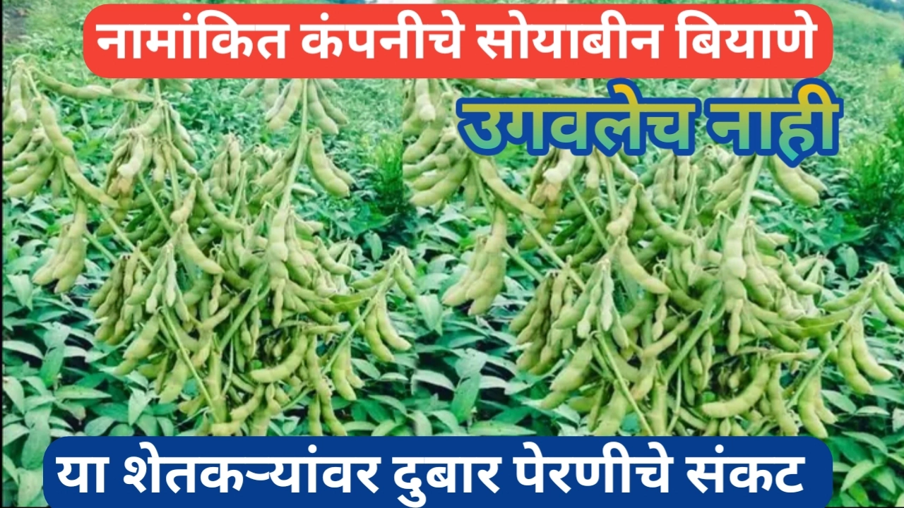 सोयाबीन बियाणे उगवलेच नाही; शेतकऱ्यांपुढे दुबार पेरणीचे संकट