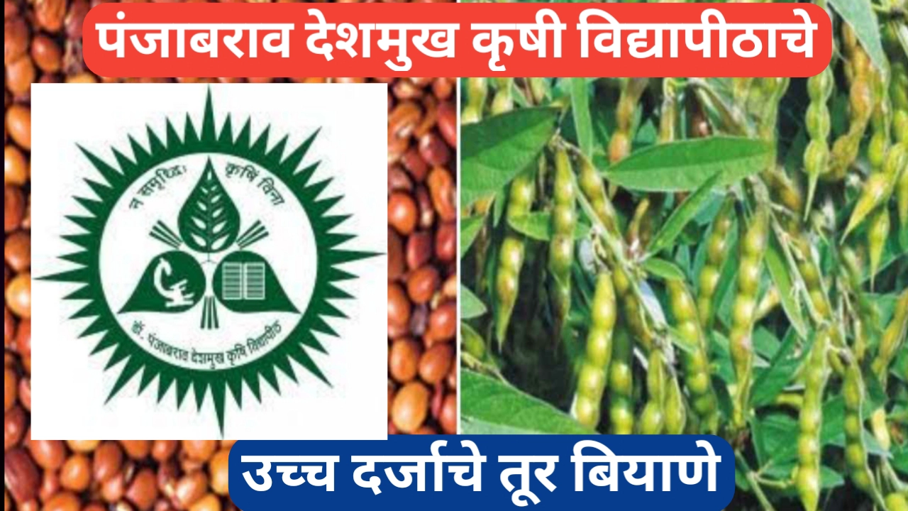 पंजाबराव देशमुख कृषी विद्यापीठाचे तूर बियाणे आहे उच्च गुणवत्तेचे प्रतीक
