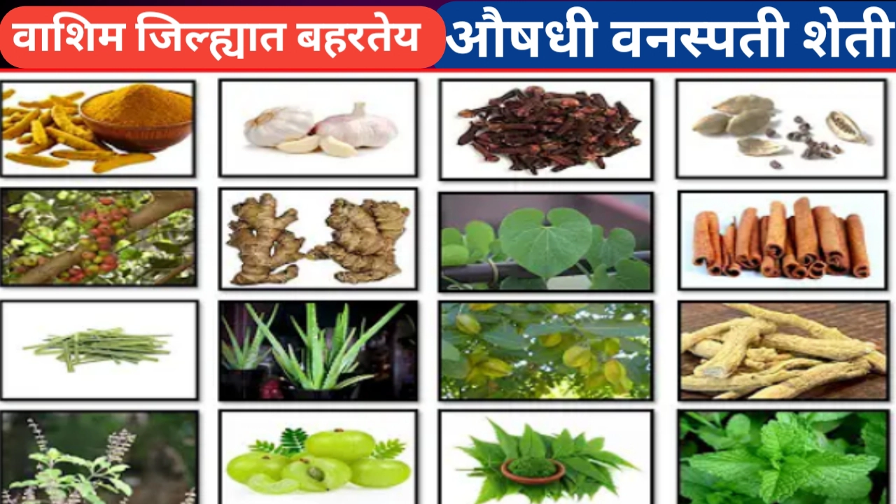 वाशिम जिल्ह्यातील औषधी शेती; शेतकऱ्यांसाठी नवीन आर्थिक संधी