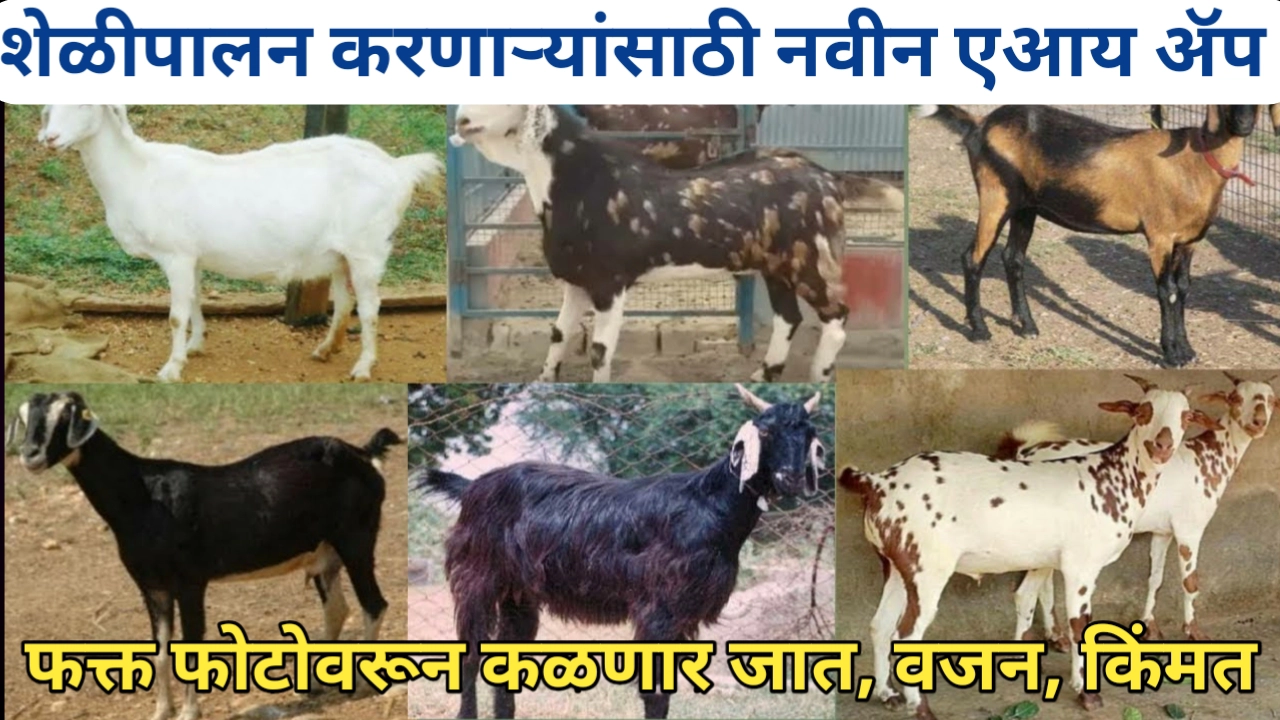 शेळीपालन करणाऱ्यांसाठी एआय ॲप; आधुनिक शेळीपालन आता होणार अधिक सोपे