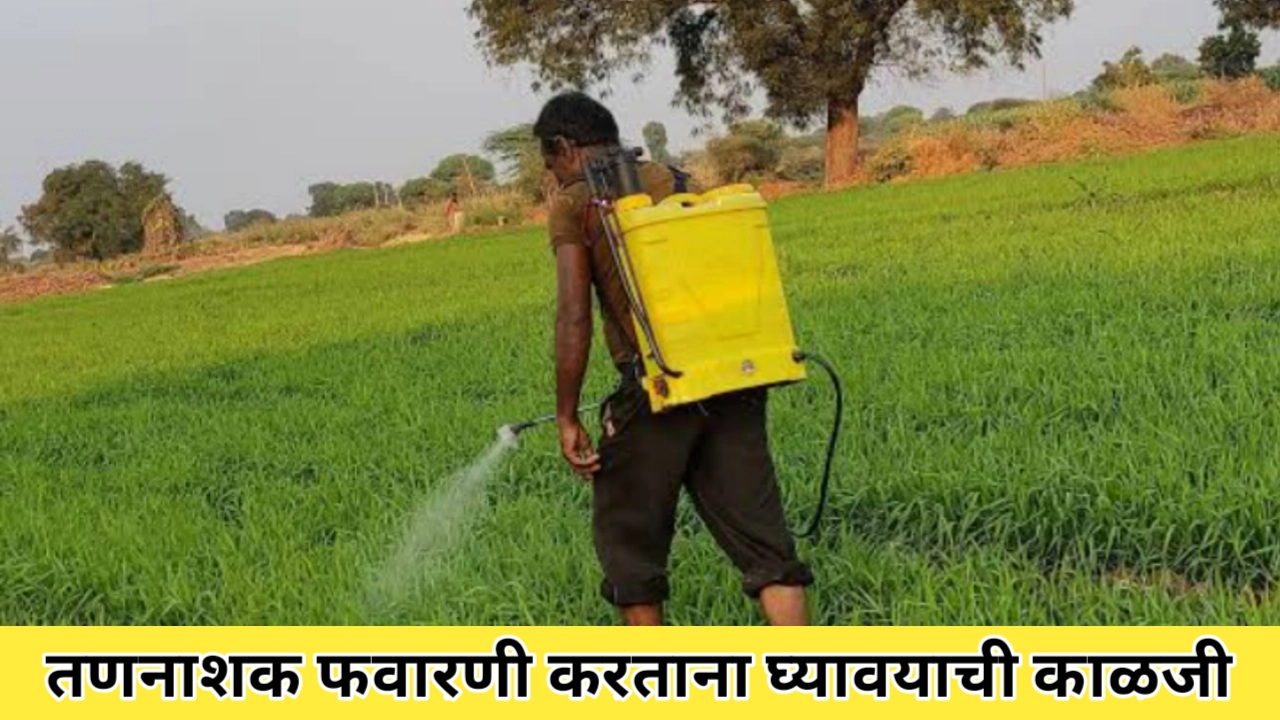 तणनाशक वापरताना घ्यावयाची खबरदारी अशी घ्या; संपूर्ण माहिती