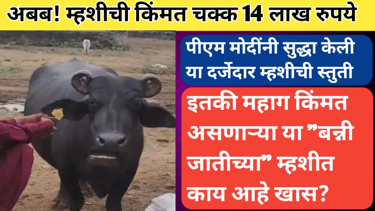 चौदा लाखाची म्हैस