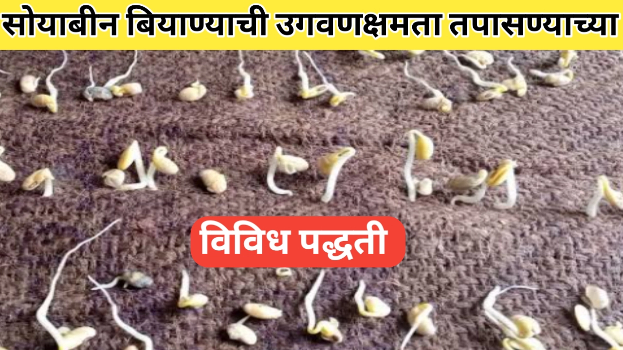 सोयाबीन बियाण्याची उगवणक्षमता तपासणी अशा पद्धतीने करा, विविध पद्धतींची माहिती
