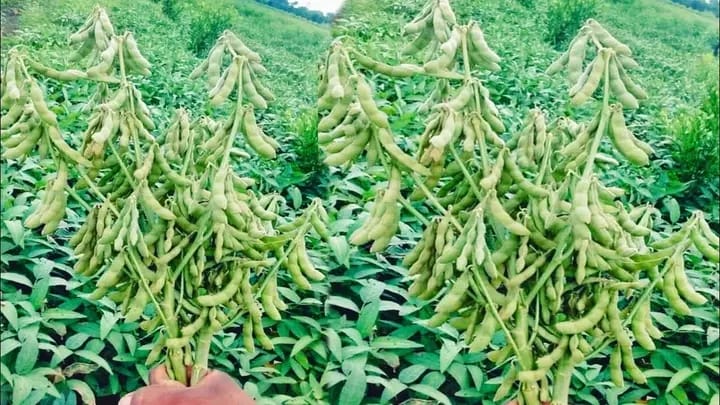 शेतकऱ्यांनी खरीप पिक विमा योजनेचा ऑनलाईन अर्ज भरण्यास सुरुवात सुरुवात