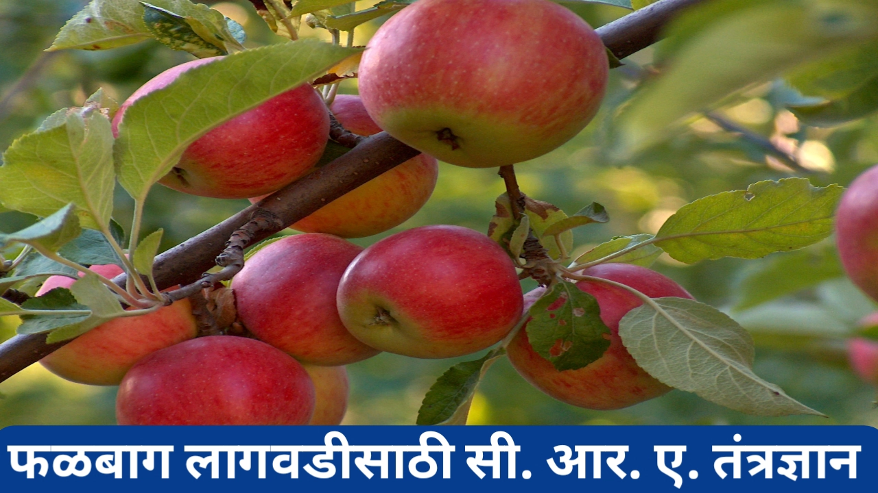 फळपीक लागवडीसाठी सी. आर. ए. तंत्रज्ञानाचा वापर करून वाढवा उत्पादन