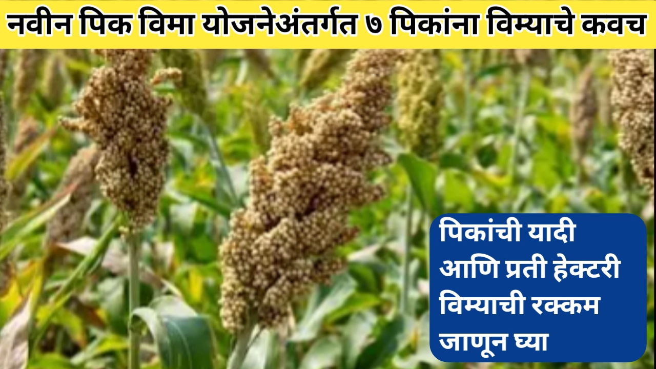 पिक विमा योजनेअंतर्गत सात पिकांना विम्याचे कवच; जाणून घ्या सविस्तर माहिती
