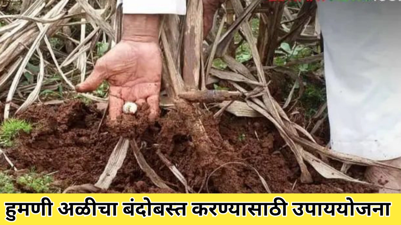 हुमणी अळीचा बंदोबस्त करण्यासाठी उपाययोजना जाणून घ्या