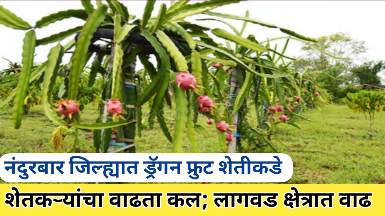 नंदूरबार जिल्ह्यातील ड्रॅगन फ्रुट शेती; शेतकऱ्यांचा वाढता कल