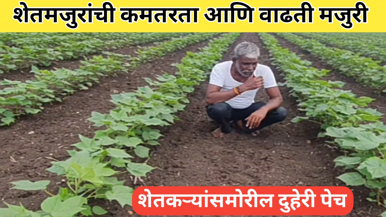 शेतमजुरांची कमतरता आणि वाढती मजुरी; काय करावे शेतकऱ्यांना सुचेना