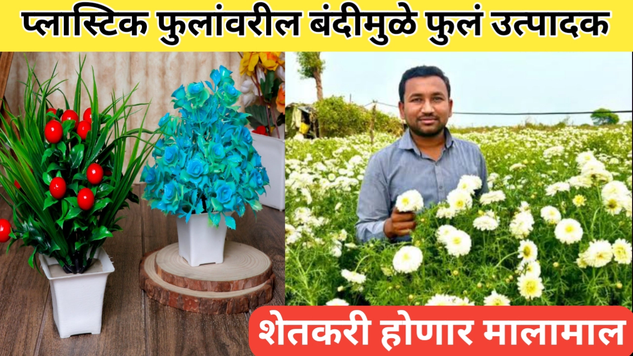प्लास्टिक फुलांवरील बंदीमुळे फुल उत्पादक शेतकऱ्यांना फायदा होणार