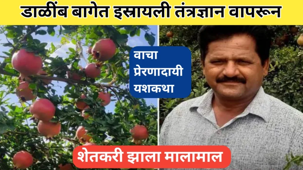 डाळिंब बागेत इस्रायली तंत्रज्ञान; आधुनिक शेतीतून मिळवले लाखोंचे उत्पन्न