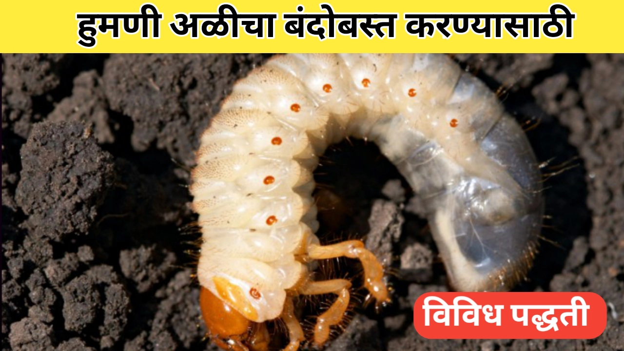 हुमणी अळीचा बंदोबस्त करण्याच्या विविध पद्धती बाबत सविस्तर माहिती