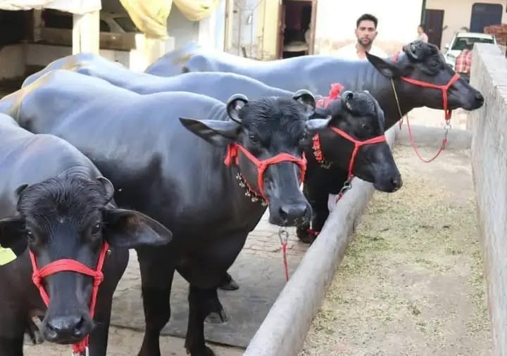 जिल्हा पशुसंवर्धन अधिकारी पद रद्द: ग्रामीण विकासावर होणारे परिणाम आणि अधिकारांचे हस्तांतरण