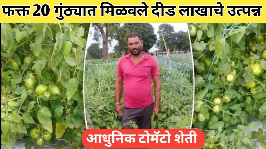 या शेतकऱ्याने मिळवले २० गुंठ्यात दीड लाखाचे टोमॅटोचे उत्पन्न