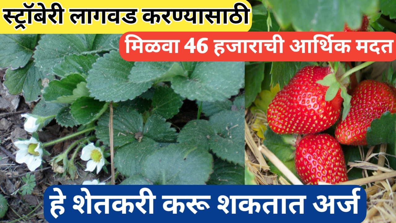 स्ट्रॉबेरी लागवड करण्यासाठी 46 हजार रुपयांचे सहाय्य; असा करा अर्ज