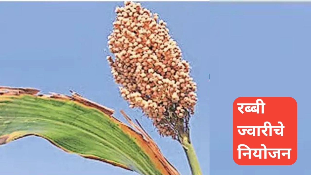 रब्बी ज्वारीचे नियोजन; ज्वारी लागवडीविषयी संपूर्ण माहिती