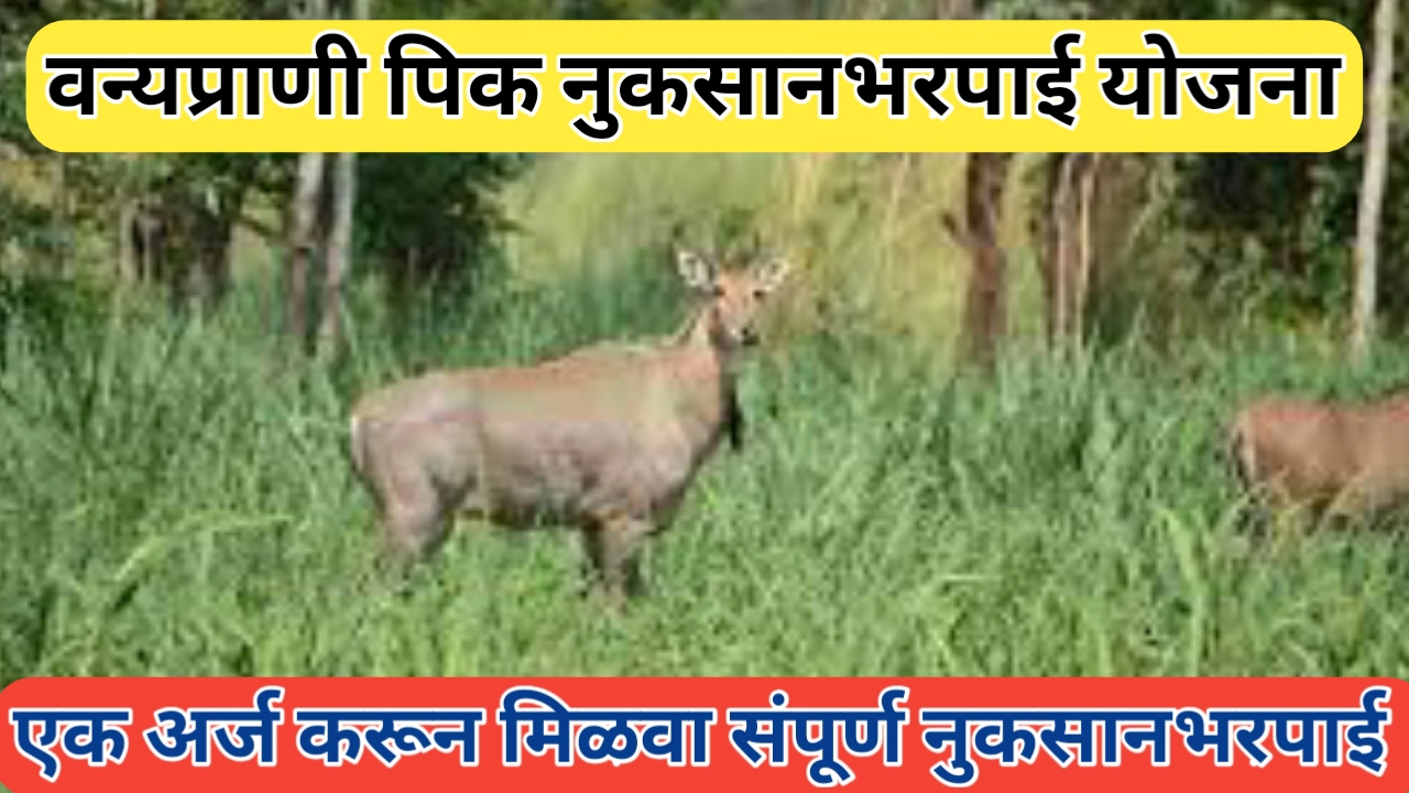 वन्यप्राणी शेतीपिक नुकसानभरपाई योजना; अर्ज करून मिळवा आर्थिक सहाय्य