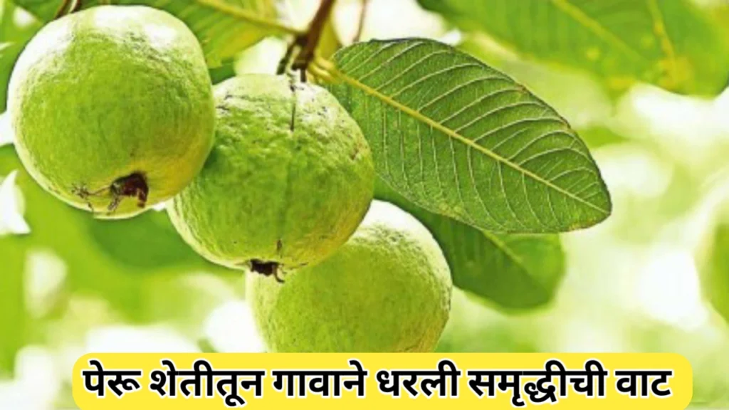 पेरू लागवडीतून गावाचा कायापालट: काशिलिंगवाडीची अनोखी कहाणी