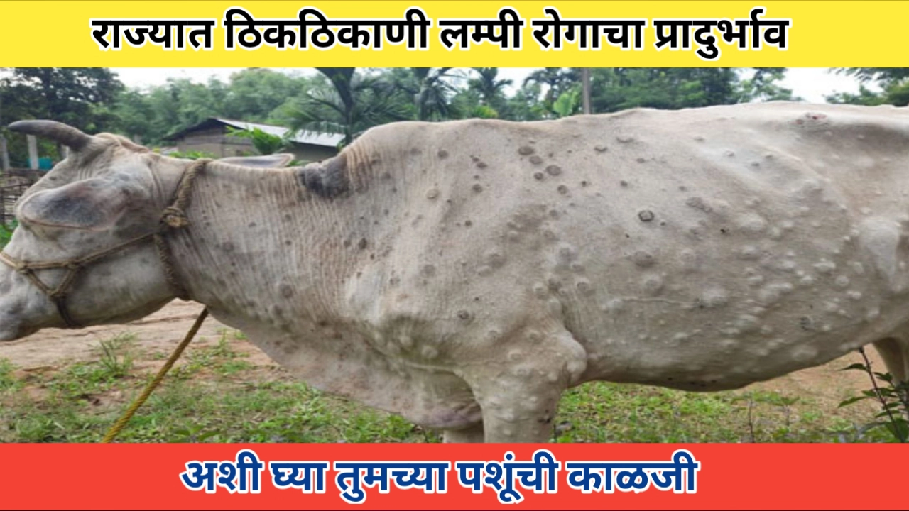 महाराष्ट्रात ठिकठिकाणी लम्पी रोगाचा प्रादुर्भाव; पशुपालक चिंताग्रस्त