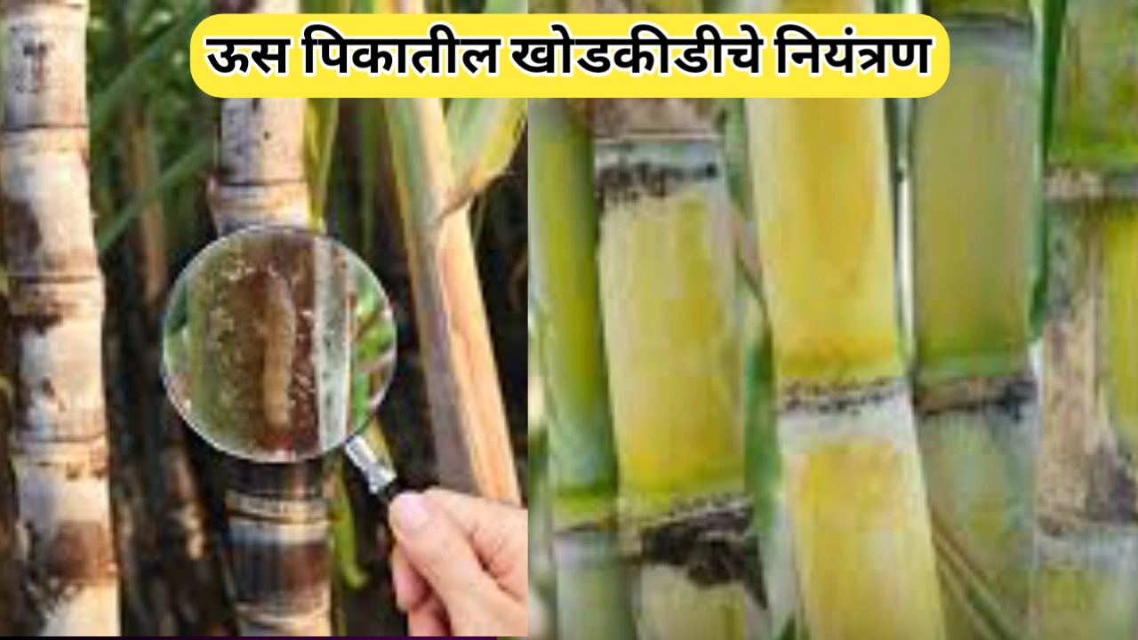 ऊस पिकातील खोडकिडीचा बंदोबस्त अशाप्रकारे करा