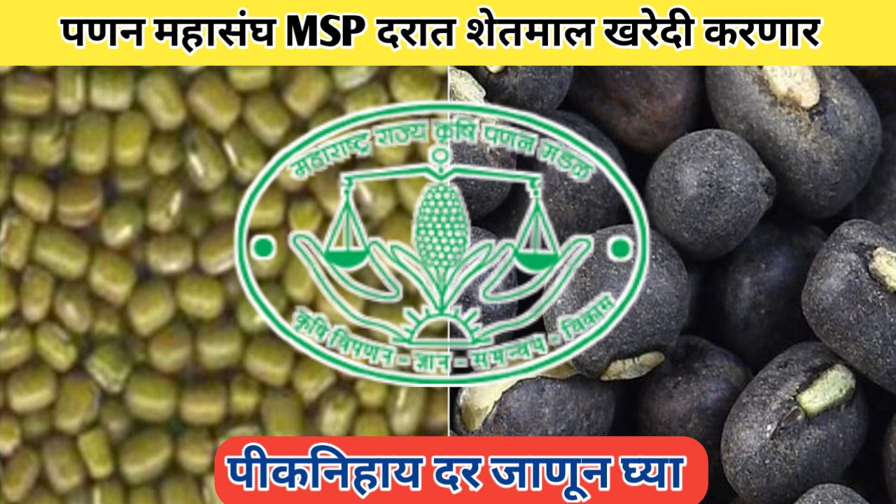 पणन महासंघातर्फे MSP दरात शेतमाल खरेदी; असे मिळतील शेतमालाचे भाव