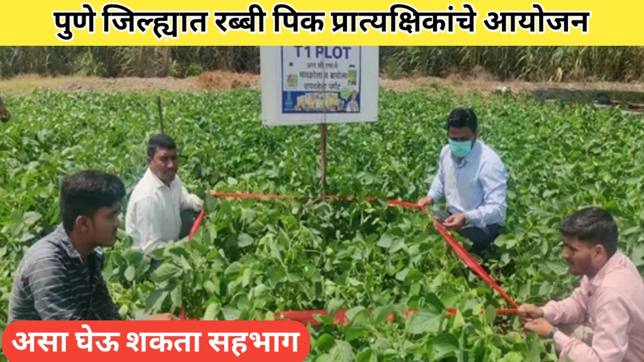 पुणे जिल्ह्यात रब्बी पिक प्रात्यक्षिकांचे आयोजन; असा घ्या सहभाग