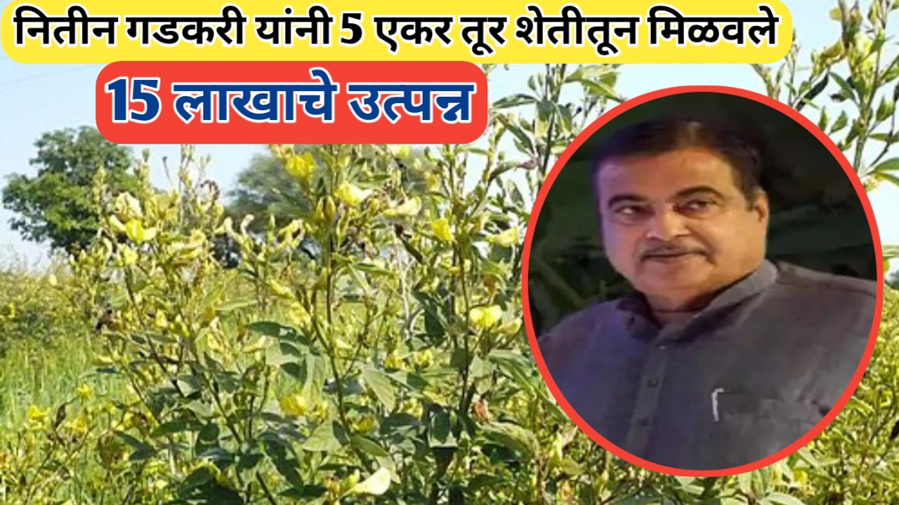 केंद्रीय मंत्री नितीन गडकरी यांना तूर शेतीतून 15 लाखाचे उत्पन्न